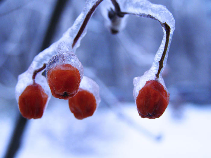 Анастасия Вербицкая - Ледяные ягоды